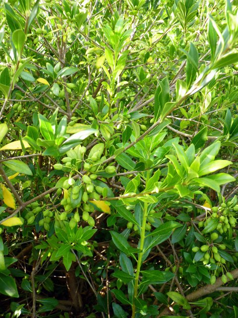 Pittosporum heterophyllum fruits